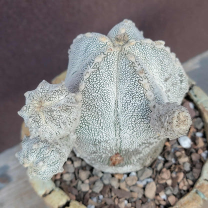 Astrophytum Myriostigma cv. Onzuka