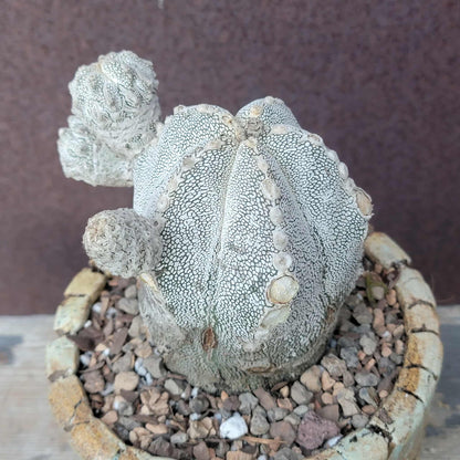 Astrophytum Myriostigma cv. Onzuka