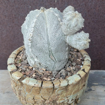 Astrophytum Myriostigma cv. Onzuka