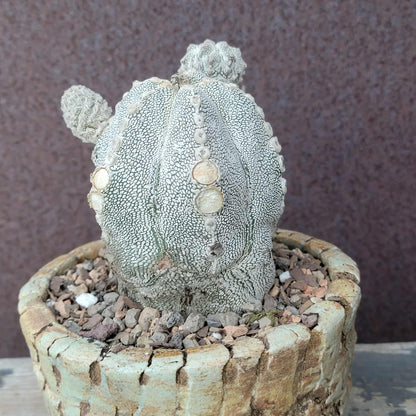 Astrophytum Myriostigma cv. Onzuka