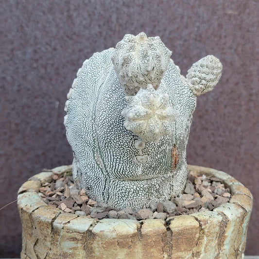 Astrophytum Myriostigma cv. Onzuka
