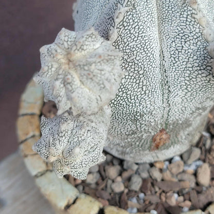 Astrophytum Myriostigma cv. Onzuka