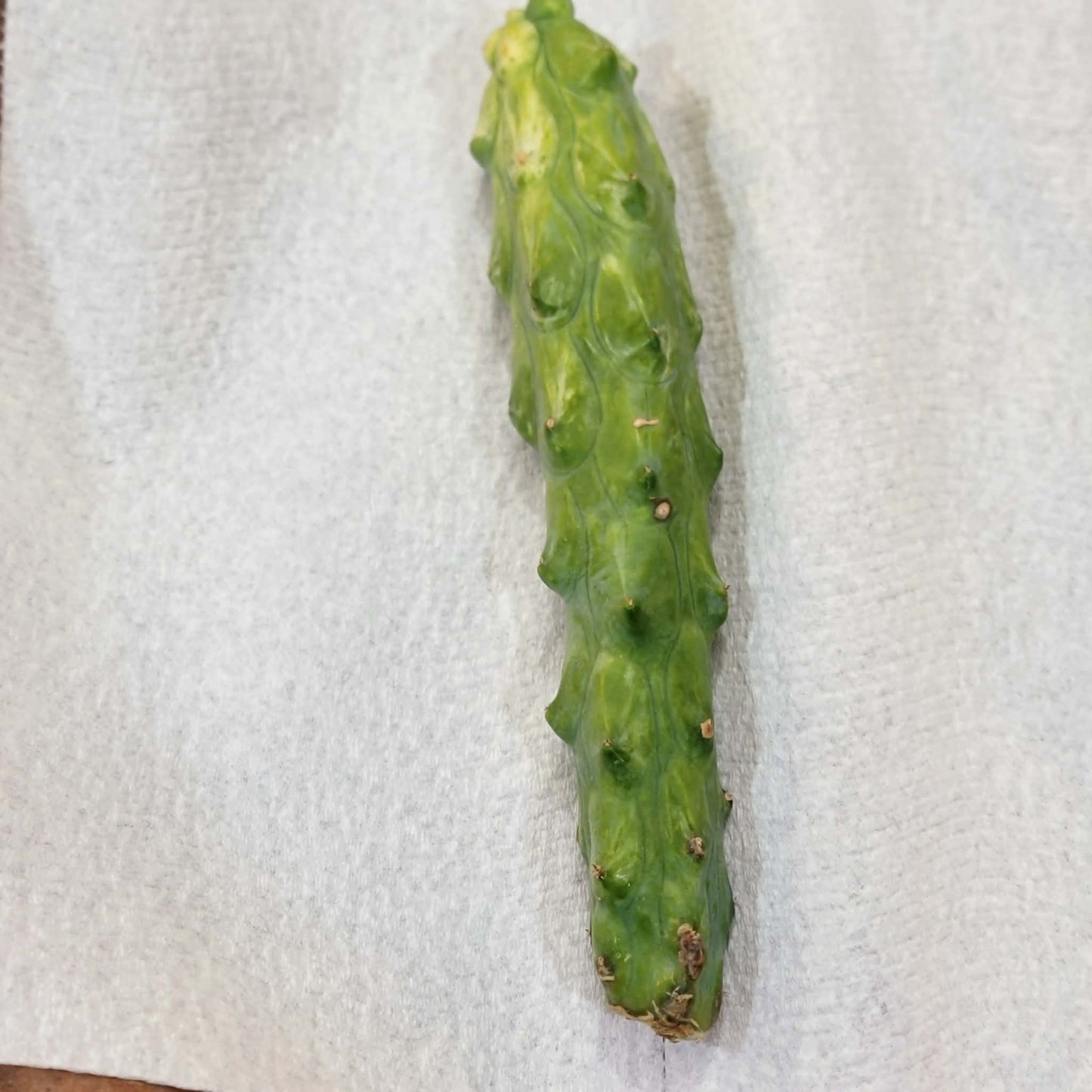 Myrtillocactus geometrizans 'Fukurokuryuzinboku' - Variegated Boobie Cactus (Cutting)