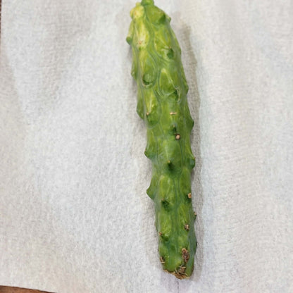 Myrtillocactus geometrizans 'Fukurokuryuzinboku' - Variegated Boobie Cactus (Cutting)