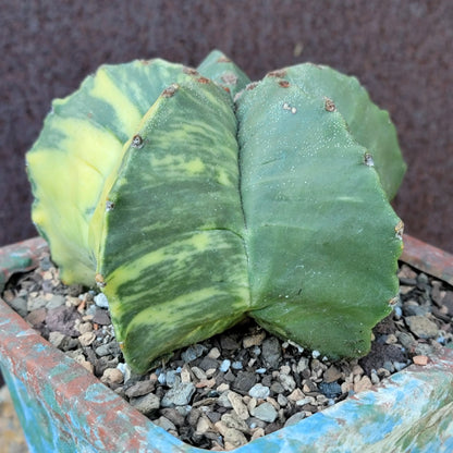 Astrophytum myriostigma v nudum f. variegata - Variegated Bishop's Cap - Big!
