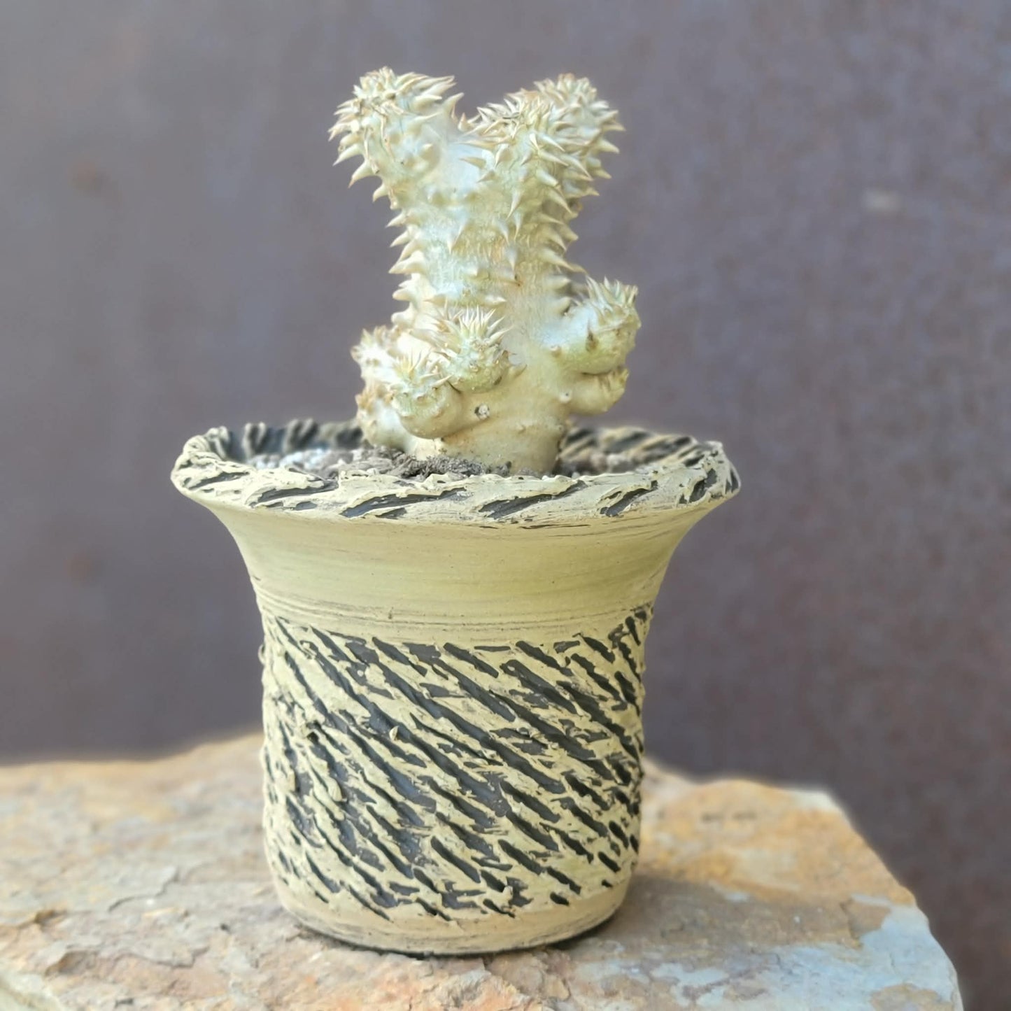 Pachypodium Brevicaule x Densiflorum