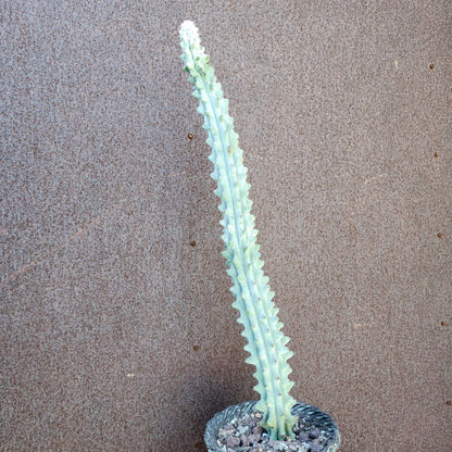 Stenocereus beneckei f. inermis - 21" Tall!