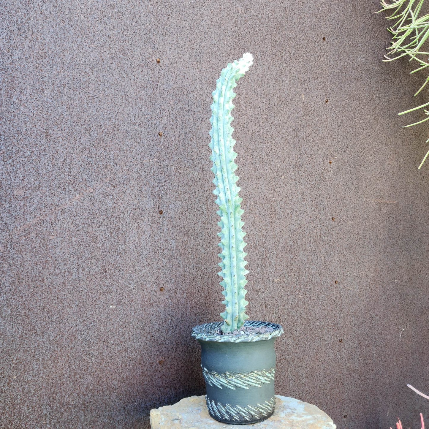 Stenocereus beneckei f. inermis - 21" Tall!