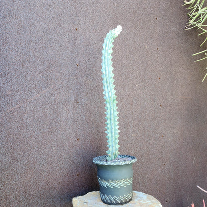 Stenocereus beneckei f. inermis - 21" Tall!