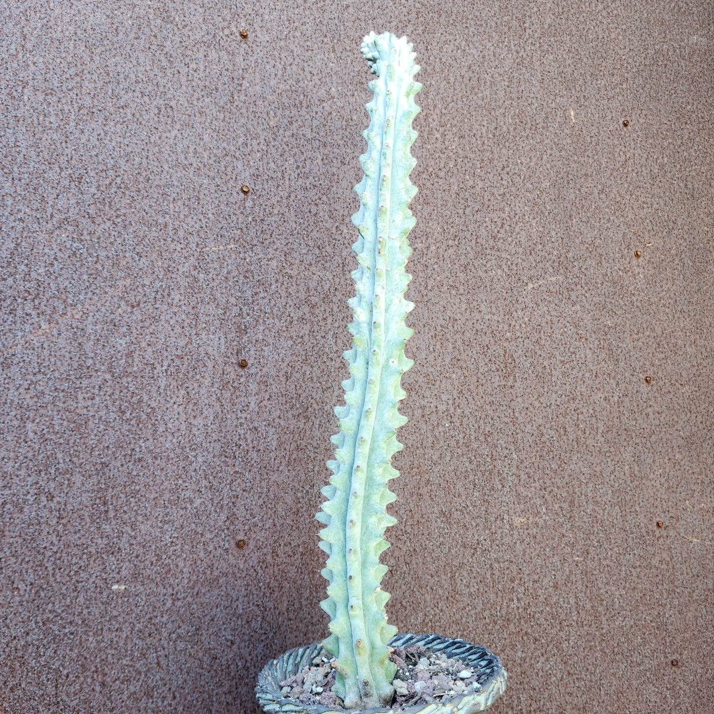 Stenocereus beneckei f. inermis - 21" Tall!