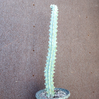 Stenocereus beneckei f. inermis - 21" Tall!