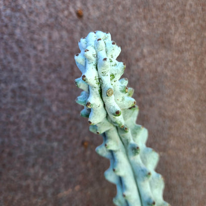 Stenocereus beneckei f. inermis - 21" Tall!
