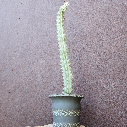 Stenocereus beneckei f. inermis - 21" Tall!