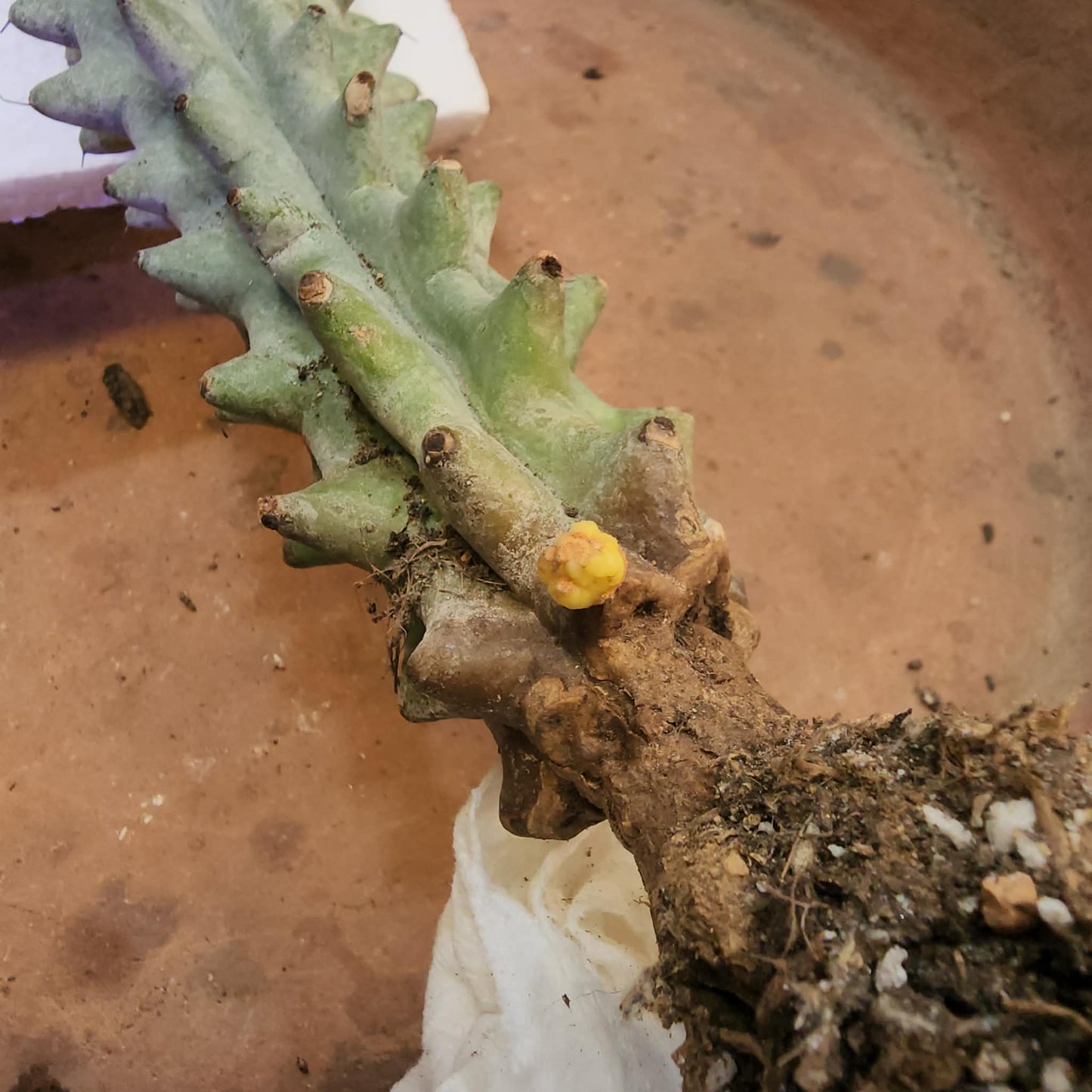 Stenocereus beneckei f. inermis - 21" Tall!