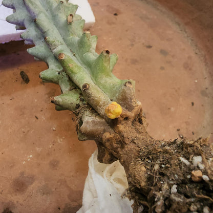 Stenocereus beneckei f. inermis - 21" Tall!