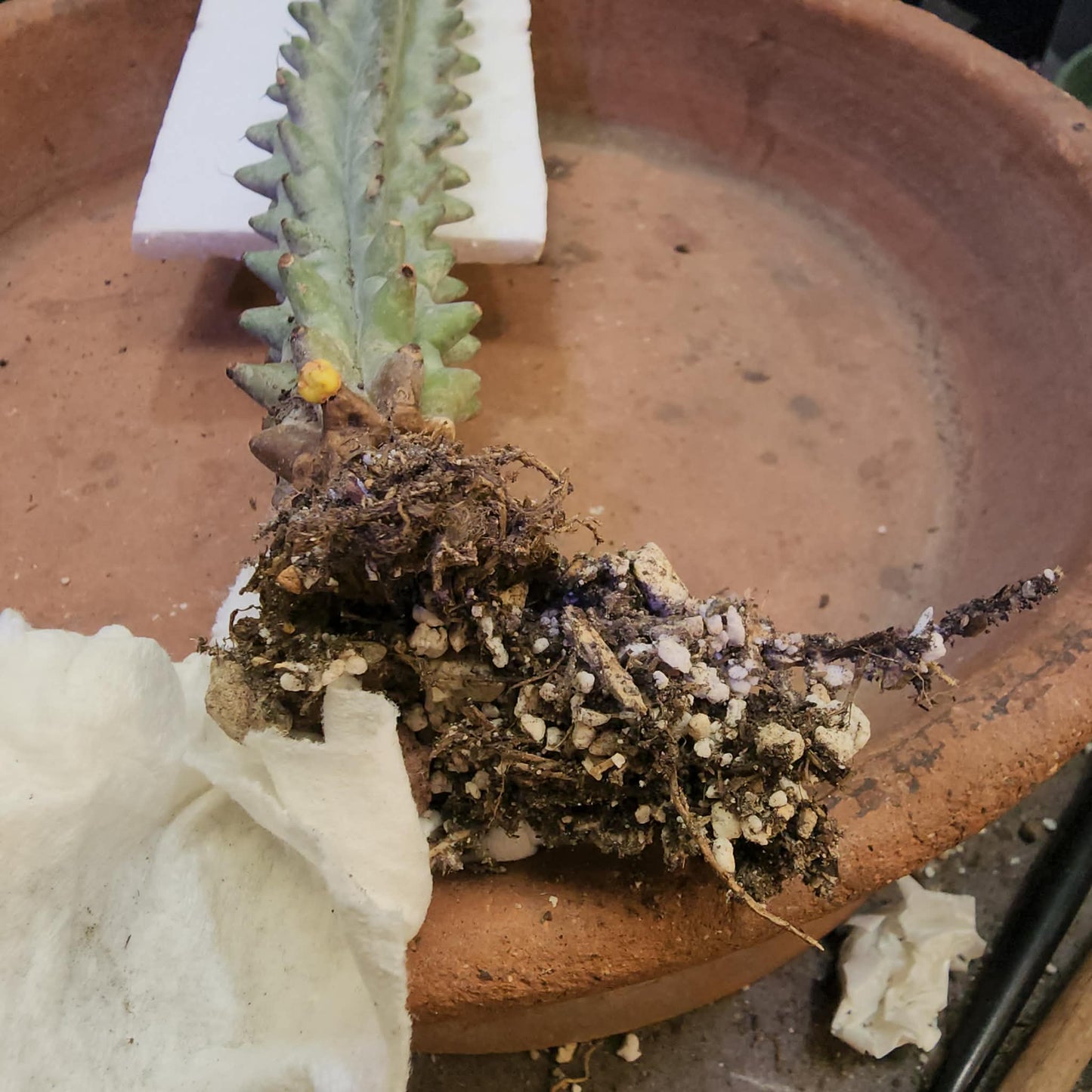 Stenocereus beneckei f. inermis - 21" Tall!