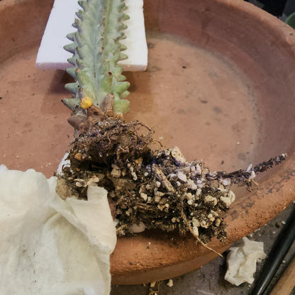 Stenocereus beneckei f. inermis - 21" Tall!