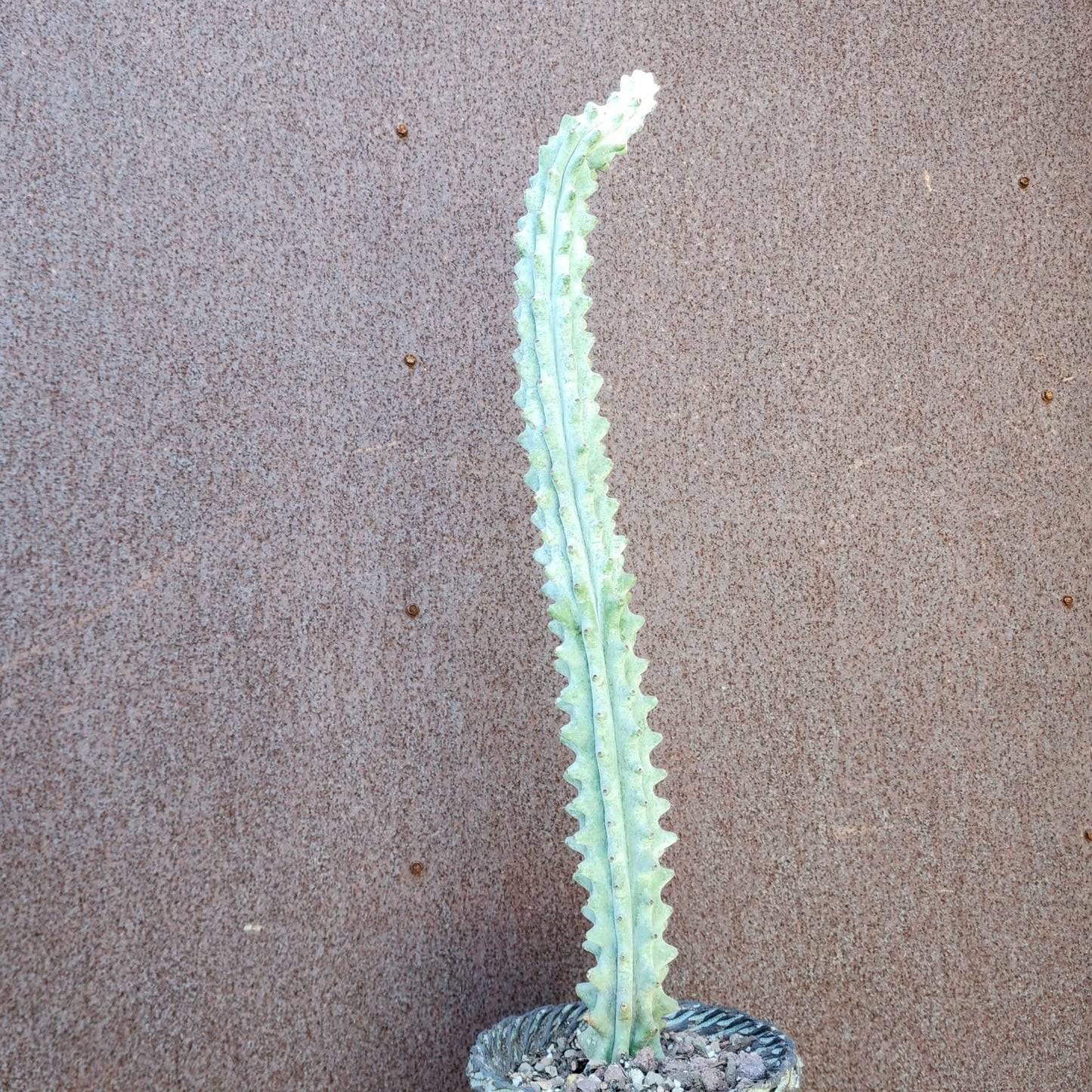 Stenocereus beneckei f. inermis - 21" Tall!