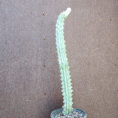 Stenocereus beneckei f. inermis - 21" Tall!