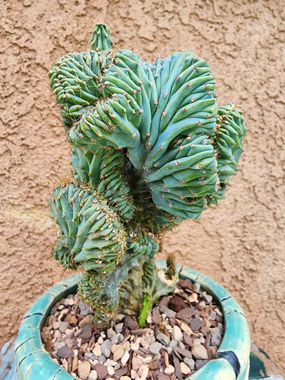 Myrtillocactus geometrizans f. cristata – Crested Blue Myrtle