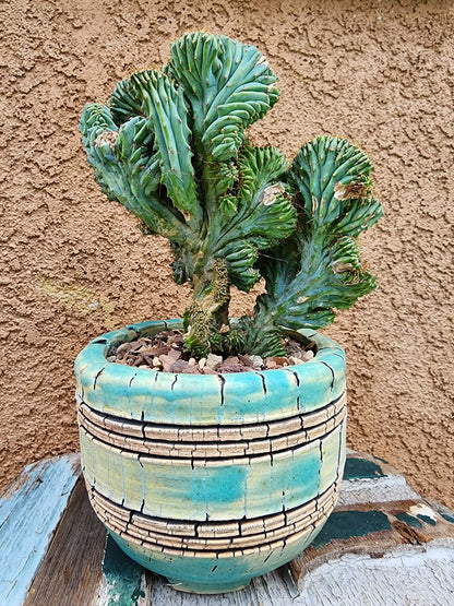 Myrtillocactus geometrizans f. cristata – Crested Blue Myrtle