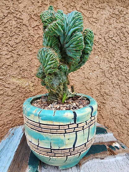 Myrtillocactus geometrizans f. cristata – Crested Blue Myrtle