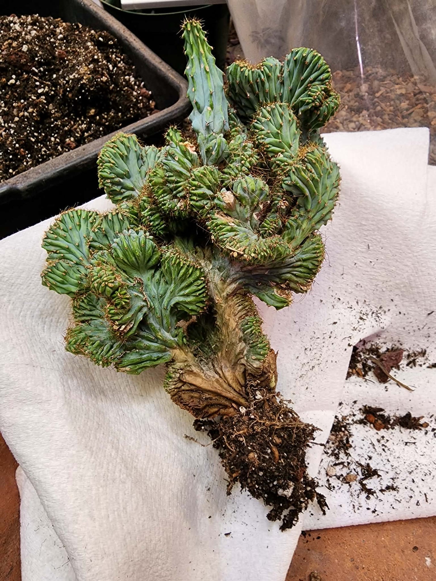 Myrtillocactus geometrizans f. cristata – Crested Blue Myrtle