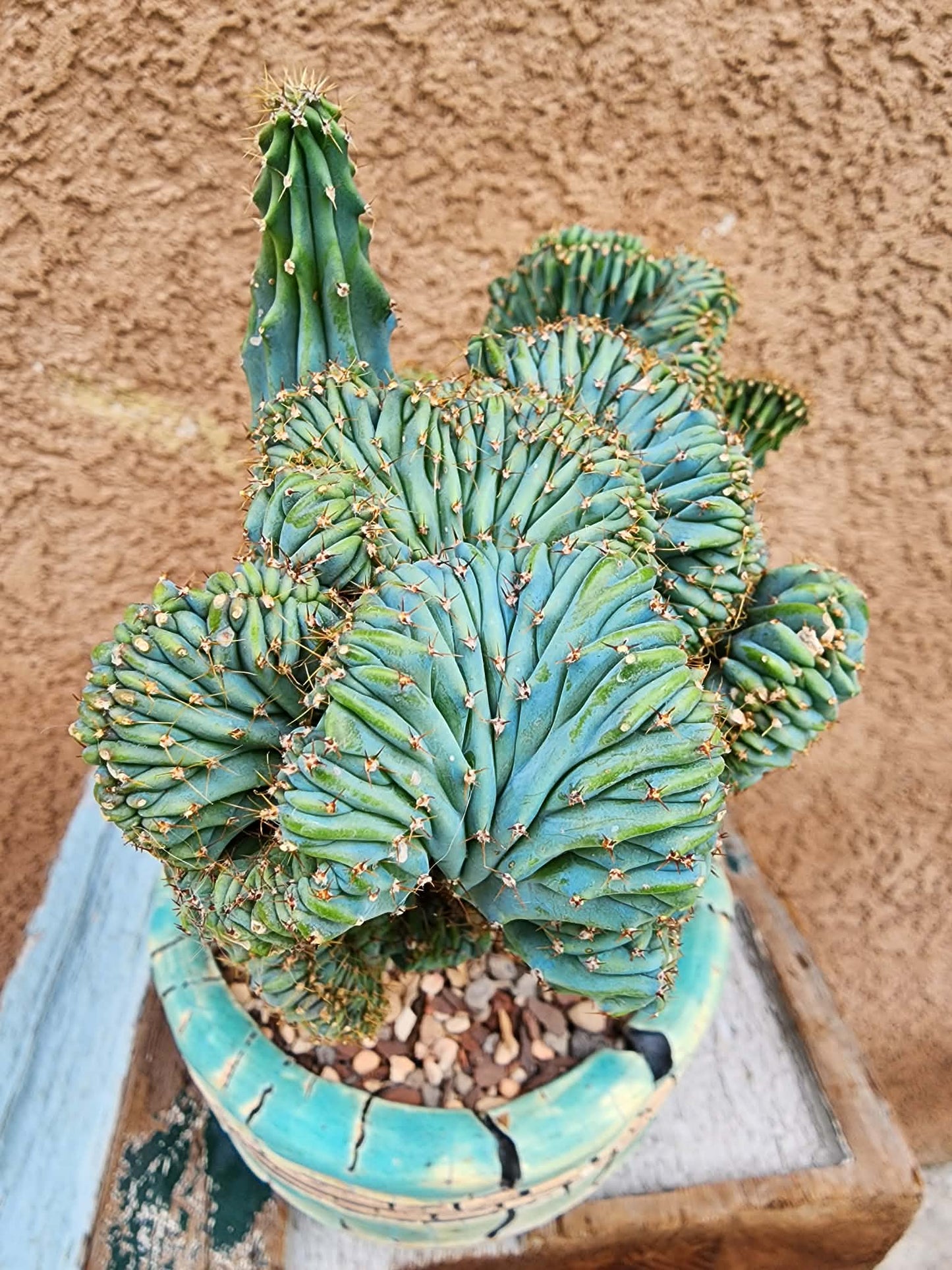 Myrtillocactus geometrizans f. cristata – Crested Blue Myrtle
