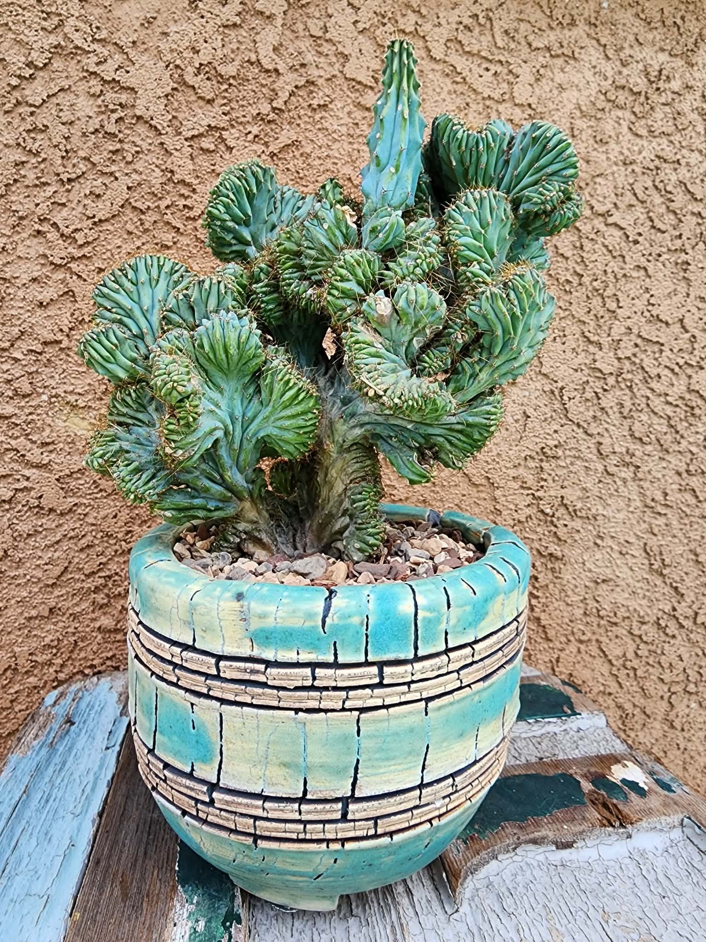 Myrtillocactus geometrizans f. cristata – Crested Blue Myrtle