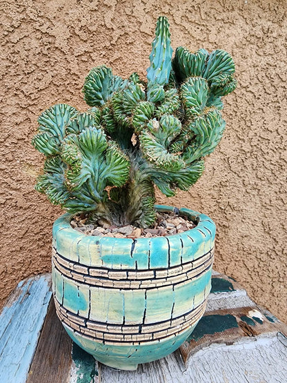 Myrtillocactus geometrizans f. cristata – Crested Blue Myrtle
