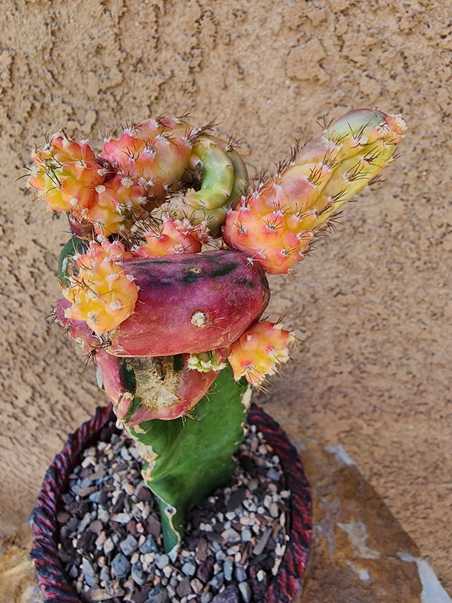 Myrtillocalycium cv. 'Polyp'