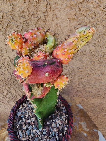 Myrtillocalycium cv. 'Polyp'