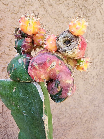 Myrtillocalycium cv. 'Polyp'