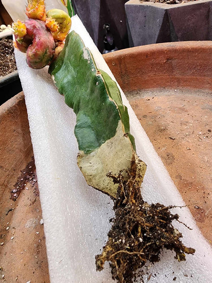 Myrtillocalycium cv. 'Polyp'