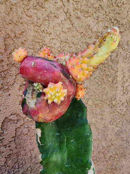 Myrtillocalycium cv. 'Polyp'