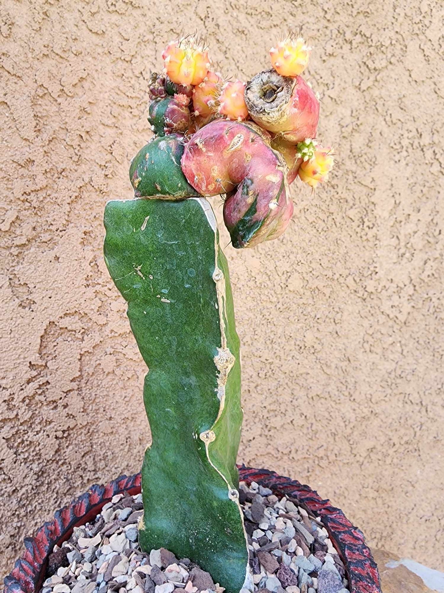 Myrtillocalycium cv. 'Polyp'