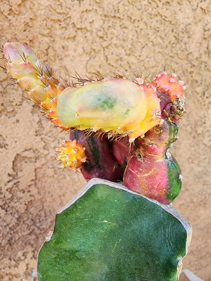 Myrtillocalycium cv. 'Polyp'