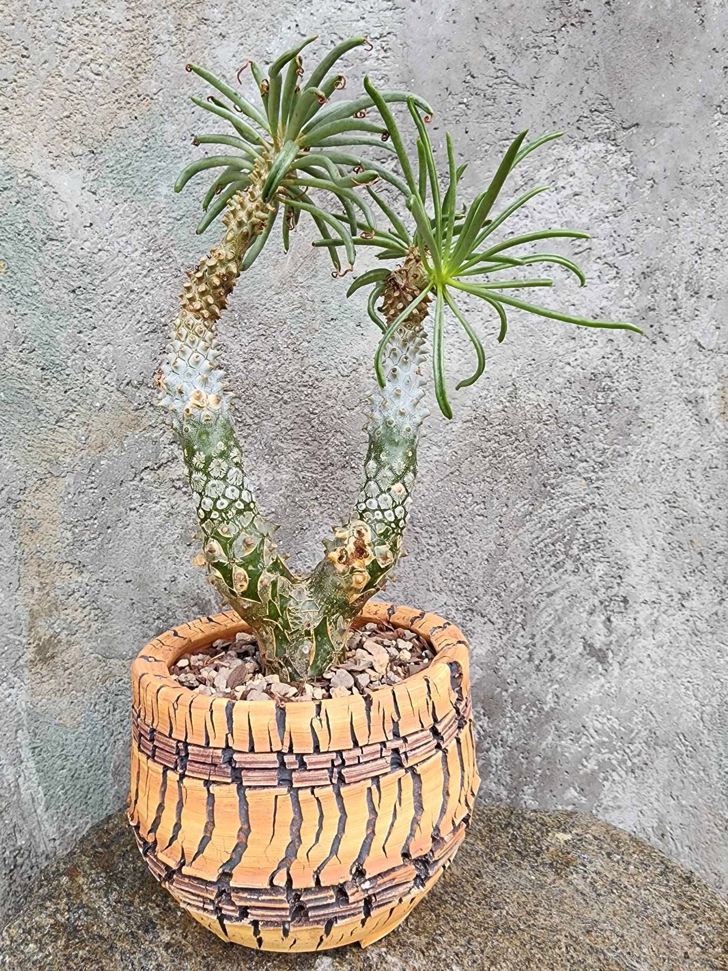 Handmade Pottery - Sunbreak No. 212