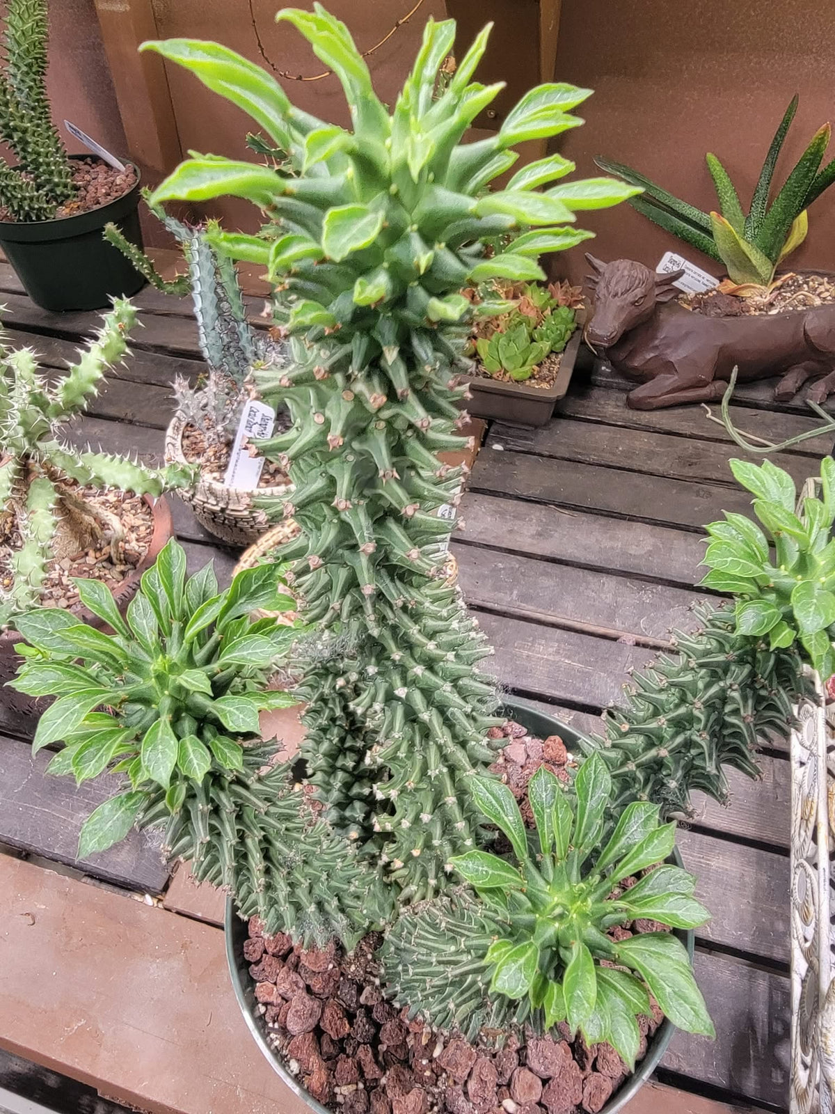 Monadenium schubei ‘Tanzania Red’ - 6 Heads!
