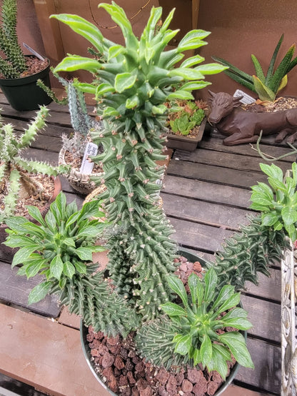 Monadenium schubei ‘Tanzania Red’ - 6 Heads!