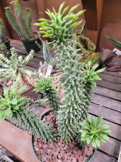 Monadenium schubei ‘Tanzania Red’ - 6 Heads!
