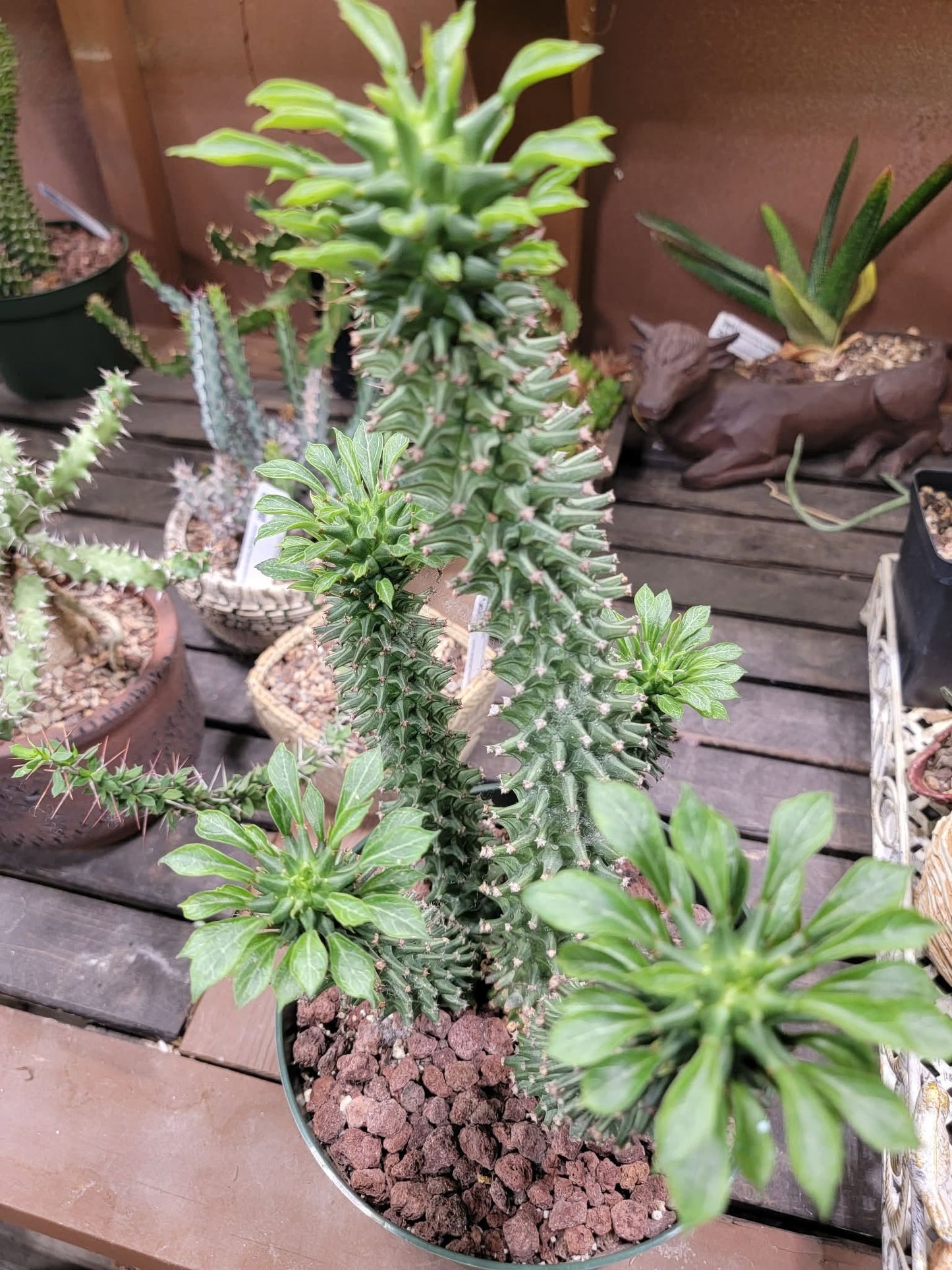 Monadenium schubei ‘Tanzania Red’ - 6 Heads!