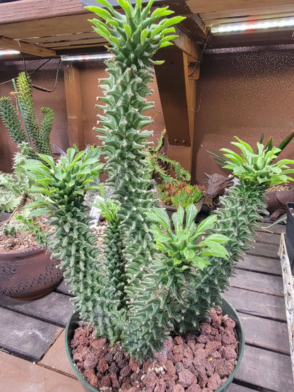 Monadenium schubei ‘Tanzania Red’ - 6 Heads!