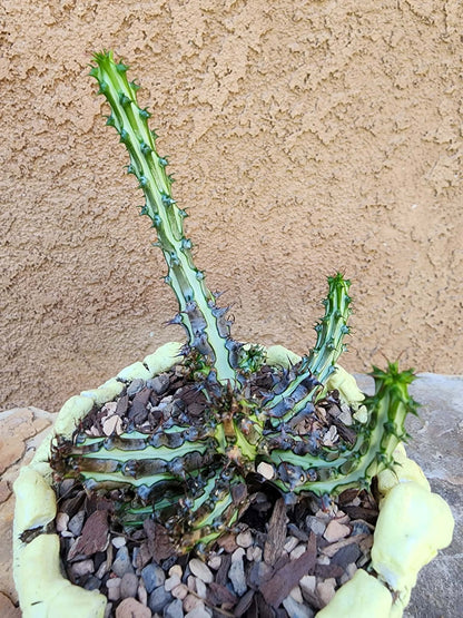 Euphorbia sp. nova Somalia hordio