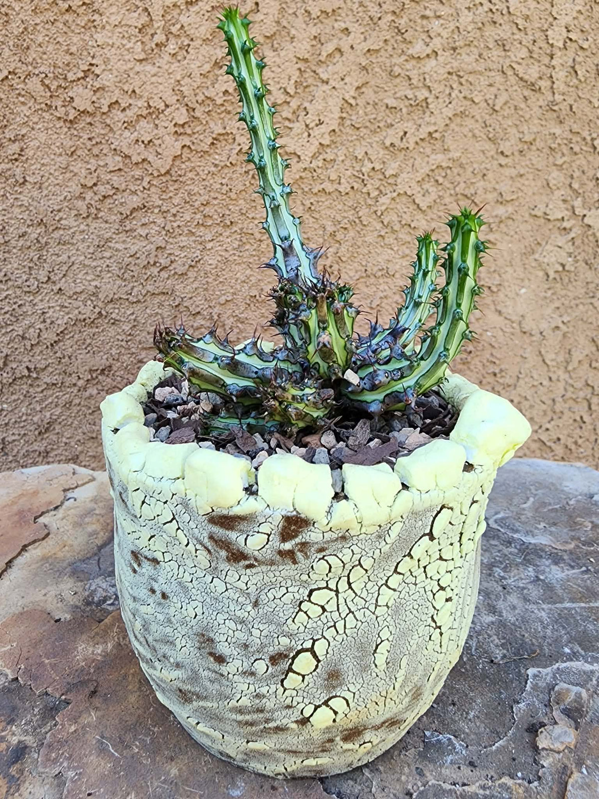 Euphorbia sp. nova Somalia hordio