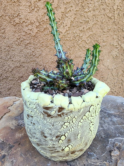Euphorbia sp. nova Somalia hordio
