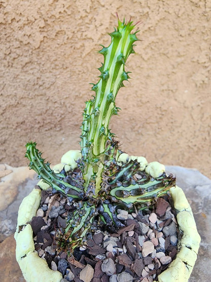 Euphorbia sp. nova Somalia hordio