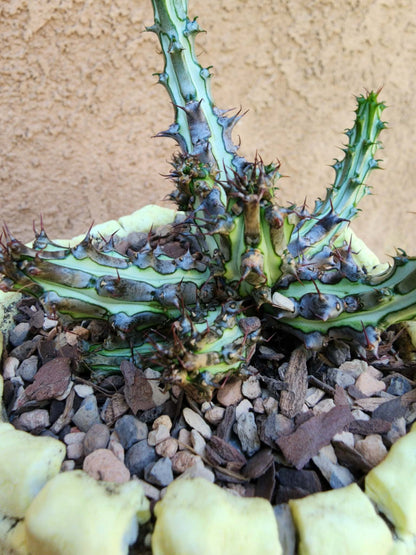 Euphorbia sp. nova Somalia hordio
