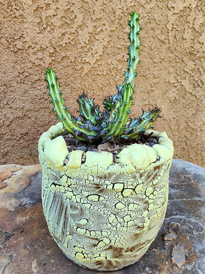 Euphorbia sp. nova Somalia hordio