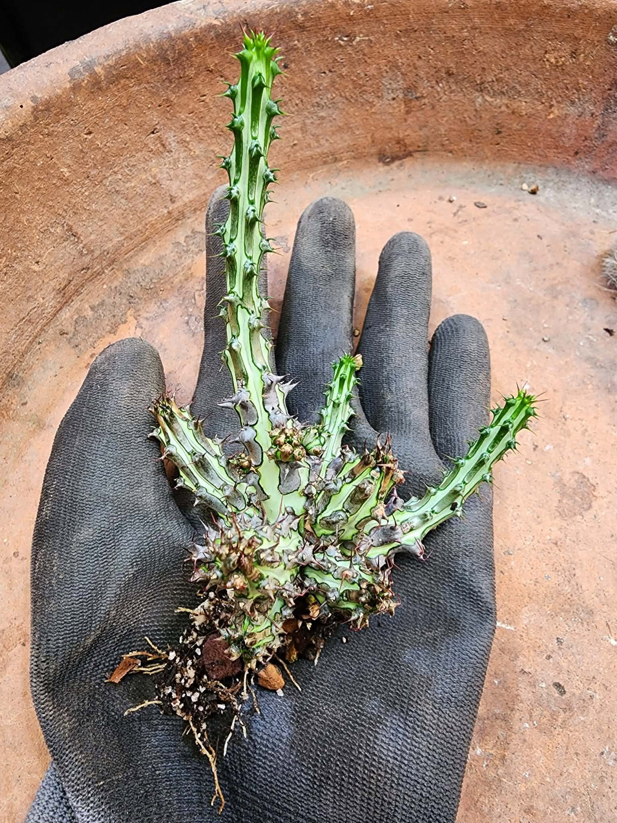 Euphorbia sp. nova Somalia hordio